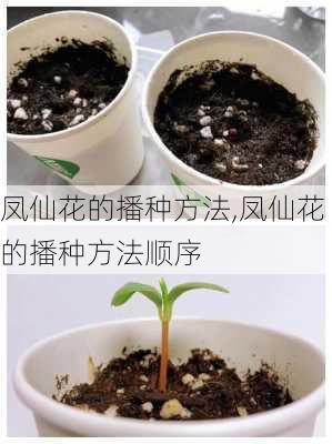 凤仙花的播种方法,凤仙花的播种方法顺序