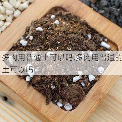 多肉用普通土可以吗,多肉用普通的土可以吗-第2张图片-花卉百科