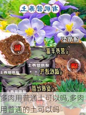 多肉用普通土可以吗,多肉用普通的土可以吗-第3张图片-花卉百科