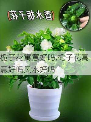 栀子花寓意好吗,栀子花寓意好吗风水好吗