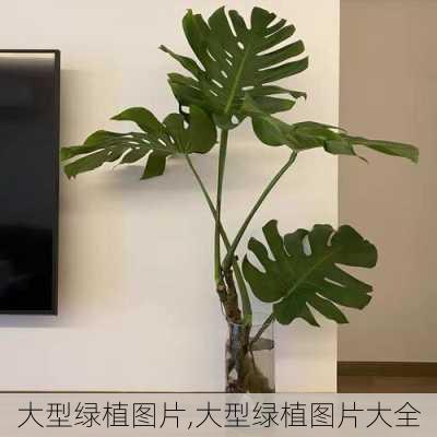 大型绿植图片,大型绿植图片大全