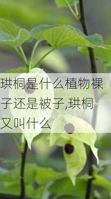 珙桐是什么植物裸子还是被子,珙桐又叫什么-第3张图片-花卉百科