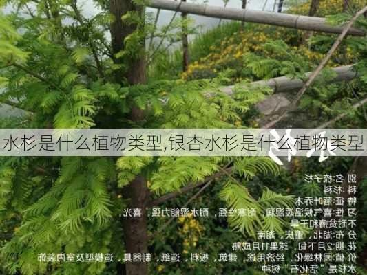 水杉是什么植物类型,银杏水杉是什么植物类型