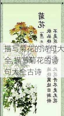 描写菊花的诗句大全,描写菊花的诗句大全古诗