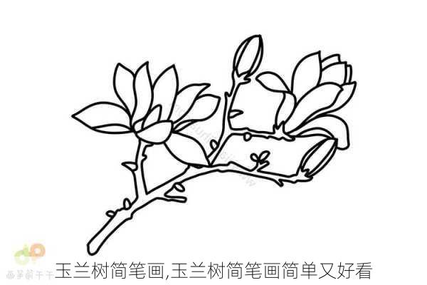 玉兰树简笔画,玉兰树简笔画简单又好看-第3张图片-花卉百科