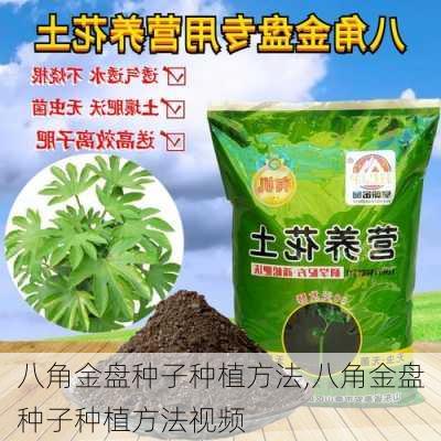 八角金盘种子种植方法,八角金盘种子种植方法视频-第1张图片-花卉百科