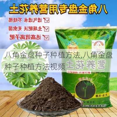 八角金盘种子种植方法,八角金盘种子种植方法视频-第2张图片-花卉百科