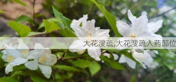 大花溲疏,大花溲疏入药部位-第2张图片-花卉百科