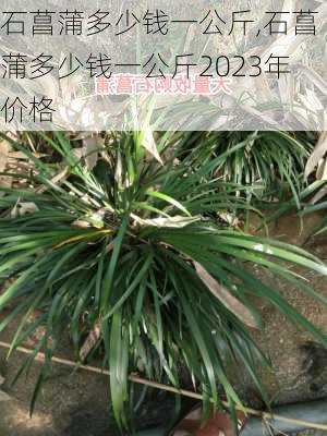 石菖蒲多少钱一公斤,石菖蒲多少钱一公斤2023年价格-第1张图片-花卉百科