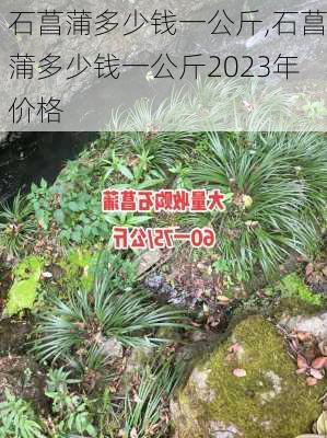 石菖蒲多少钱一公斤,石菖蒲多少钱一公斤2023年价格-第3张图片-花卉百科