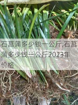 石菖蒲多少钱一公斤,石菖蒲多少钱一公斤2023年价格-第2张图片-花卉百科