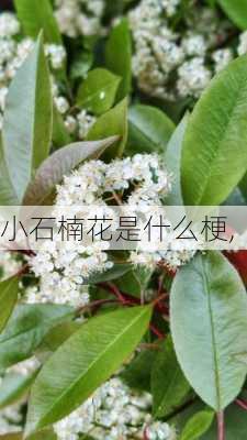 小石楠花是什么梗,