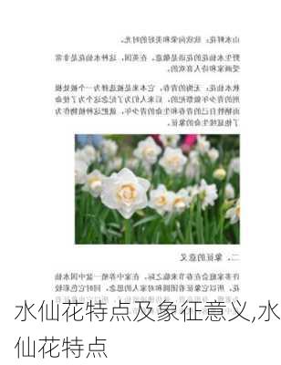 水仙花特点及象征意义,水仙花特点