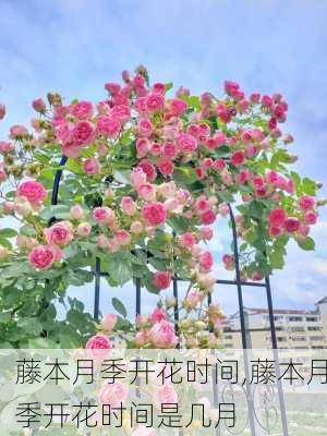 藤本月季开花时间,藤本月季开花时间是几月