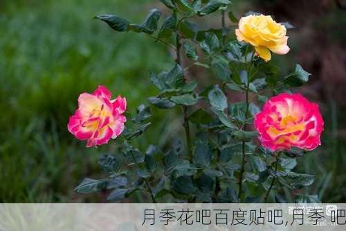 月季花吧百度贴吧,月季 吧-第1张图片-花卉百科