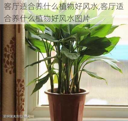 客厅适合养什么植物好风水,客厅适合养什么植物好风水图片