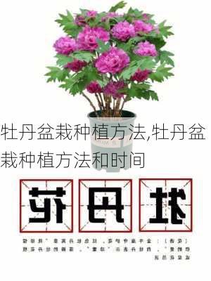 牡丹盆栽种植方法,牡丹盆栽种植方法和时间-第3张图片-花卉百科