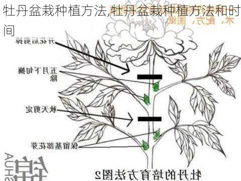 牡丹盆栽种植方法,牡丹盆栽种植方法和时间