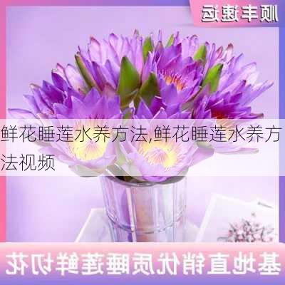 鲜花睡莲水养方法,鲜花睡莲水养方法视频