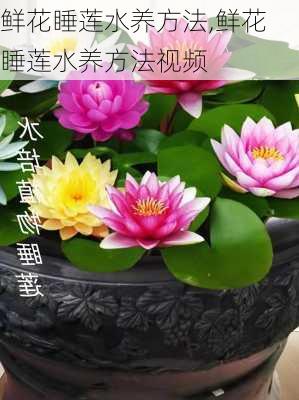 鲜花睡莲水养方法,鲜花睡莲水养方法视频-第2张图片-花卉百科