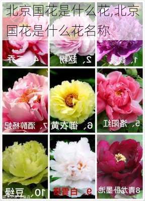 北京国花是什么花,北京国花是什么花名称