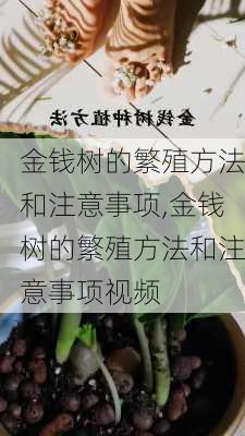 金钱树的繁殖方法和注意事项,金钱树的繁殖方法和注意事项视频