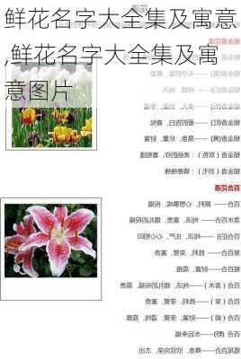 鲜花名字大全集及寓意,鲜花名字大全集及寓意图片