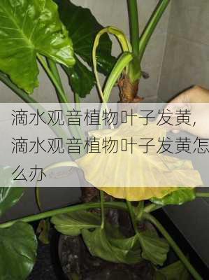 滴水观音植物叶子发黄,滴水观音植物叶子发黄怎么办