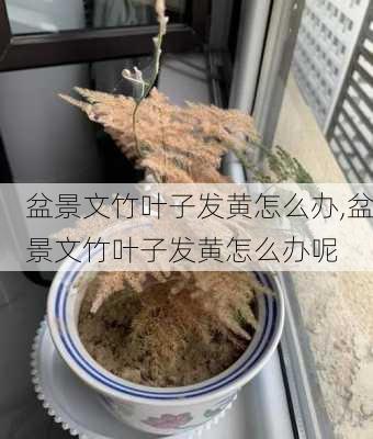 盆景文竹叶子发黄怎么办,盆景文竹叶子发黄怎么办呢