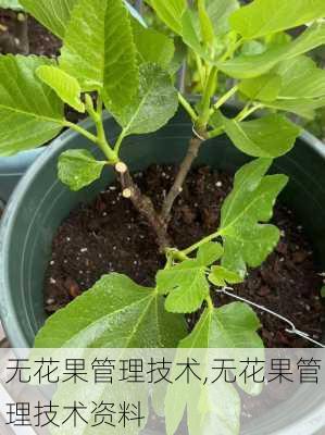 无花果管理技术,无花果管理技术资料-第1张图片-花卉百科