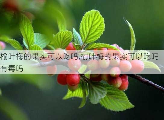 榆叶梅的果实可以吃吗,榆叶梅的果实可以吃吗有毒吗-第2张图片-花卉百科