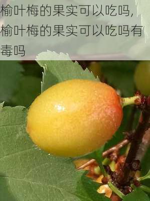 榆叶梅的果实可以吃吗,榆叶梅的果实可以吃吗有毒吗-第3张图片-花卉百科