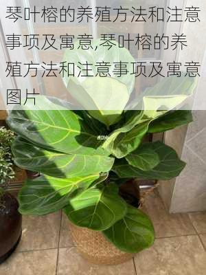 琴叶榕的养殖方法和注意事项及寓意,琴叶榕的养殖方法和注意事项及寓意图片-第2张图片-花卉百科