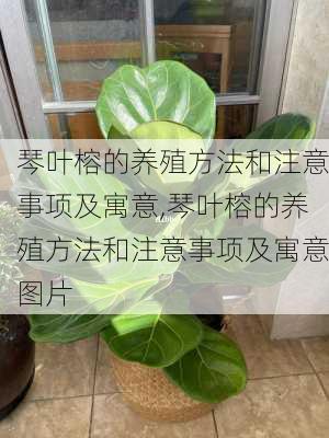 琴叶榕的养殖方法和注意事项及寓意,琴叶榕的养殖方法和注意事项及寓意图片-第1张图片-花卉百科