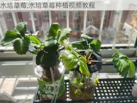 水培草莓,水培草莓种植视频教程