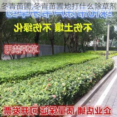 冬青苗圃,冬青苗圃地打什么除草剂-第1张图片-花卉百科