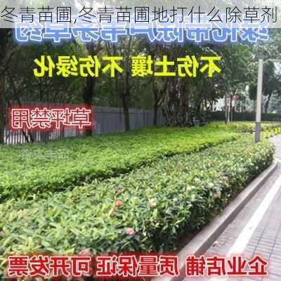 冬青苗圃,冬青苗圃地打什么除草剂-第2张图片-花卉百科