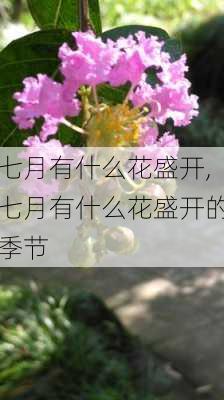 七月有什么花盛开,七月有什么花盛开的季节-第3张图片-花卉百科