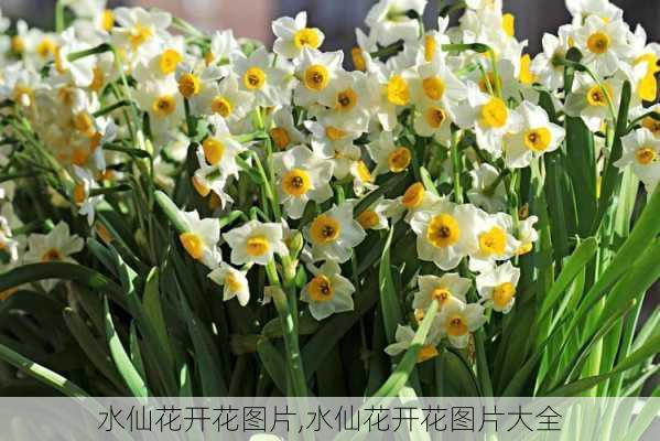 水仙花开花图片,水仙花开花图片大全