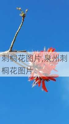 刺桐花图片,泉州刺桐花图片