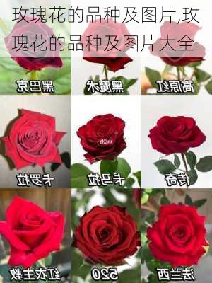 玫瑰花的品种及图片,玫瑰花的品种及图片大全