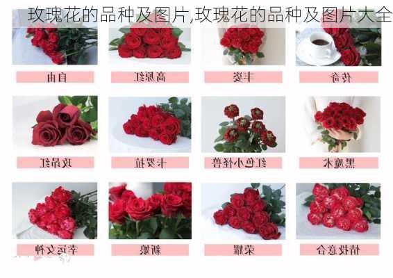 玫瑰花的品种及图片,玫瑰花的品种及图片大全-第3张图片-花卉百科