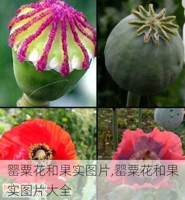 罂粟花和果实图片,罂粟花和果实图片大全