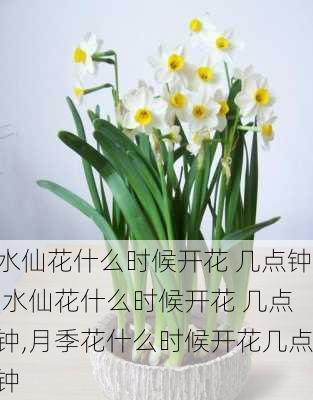 水仙花什么时候开花 几点钟,水仙花什么时候开花 几点钟,月季花什么时候开花几点钟