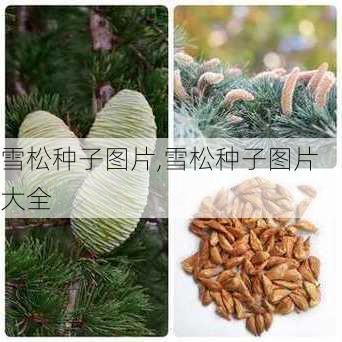 雪松种子图片,雪松种子图片大全