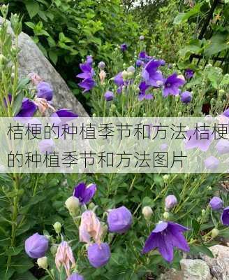 桔梗的种植季节和方法,桔梗的种植季节和方法图片-第1张图片-花卉百科