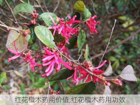 红花檵木药用价值,红花檵木药用功效-第2张图片-花卉百科