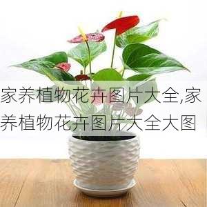 家养植物花卉图片大全,家养植物花卉图片大全大图