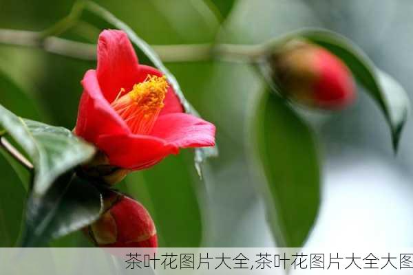 茶叶花图片大全,茶叶花图片大全大图-第2张图片-花卉百科