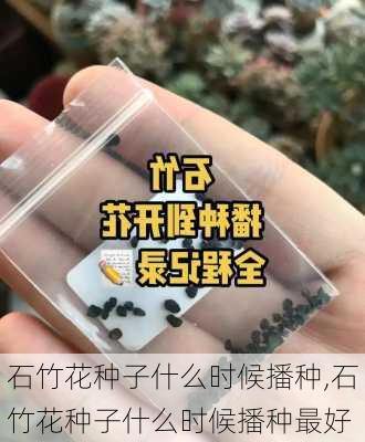 石竹花种子什么时候播种,石竹花种子什么时候播种最好